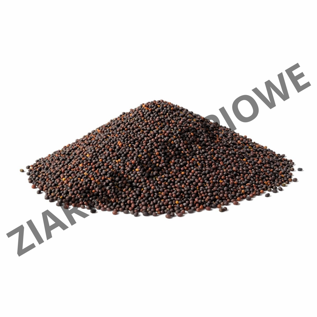 RZEPIK SUROWY